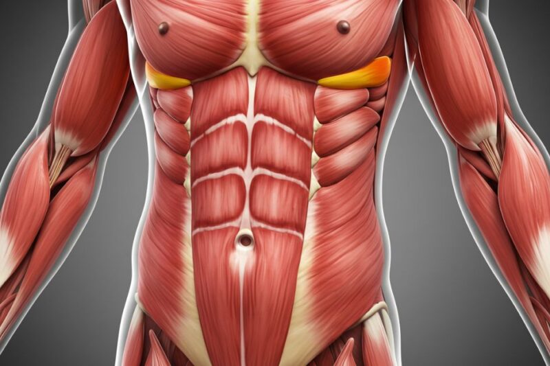 What Your Core Muscles Say About Your Posture, Productivity and Pain