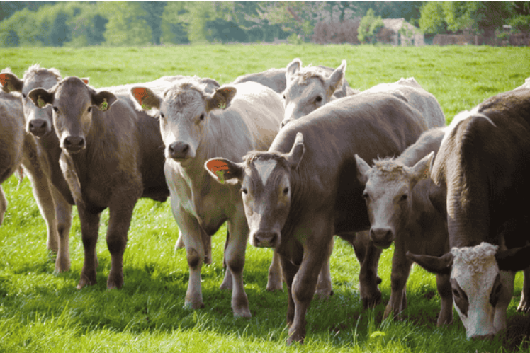 How Nutritional Deficiencies Can Lead to Joint Problems in Livestock